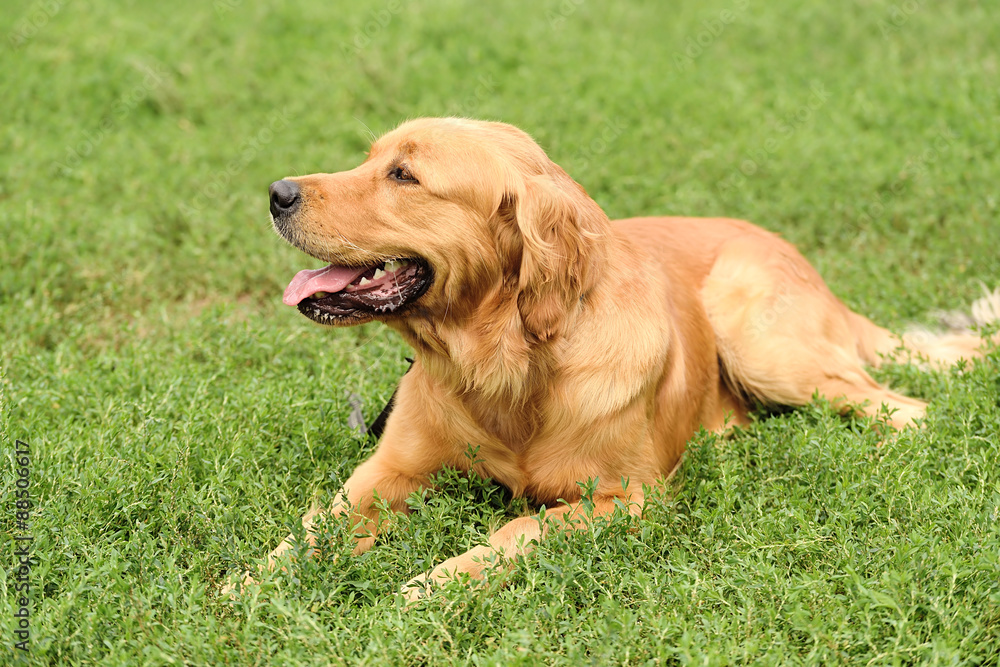 Golden retriever portrait