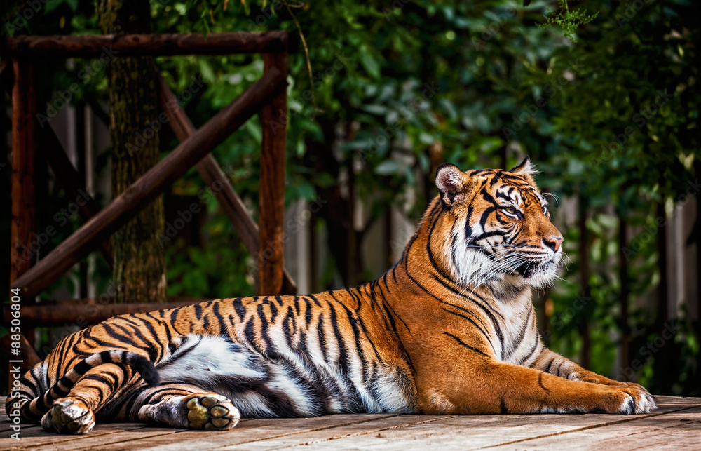 Fototapeta premium Sumatran tiger