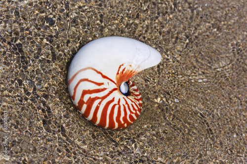 Nautilus seashell on water background