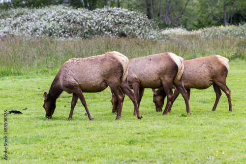 wild roosevelt elk