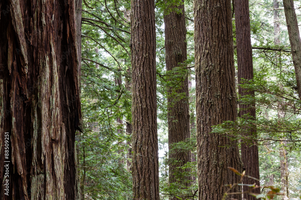 Fototapeta premium redwood trees