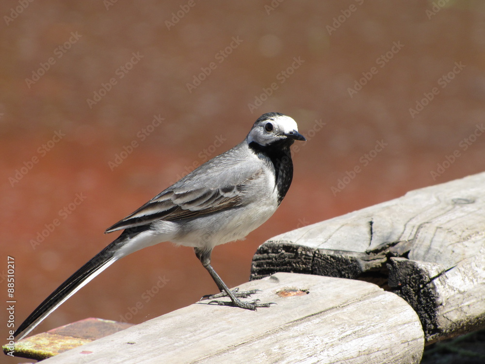 Obraz premium Трясогузка