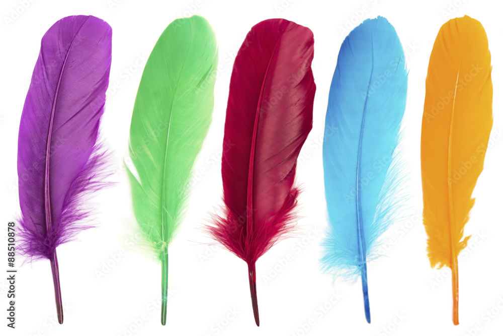 Naklejka premium Colorful feathers