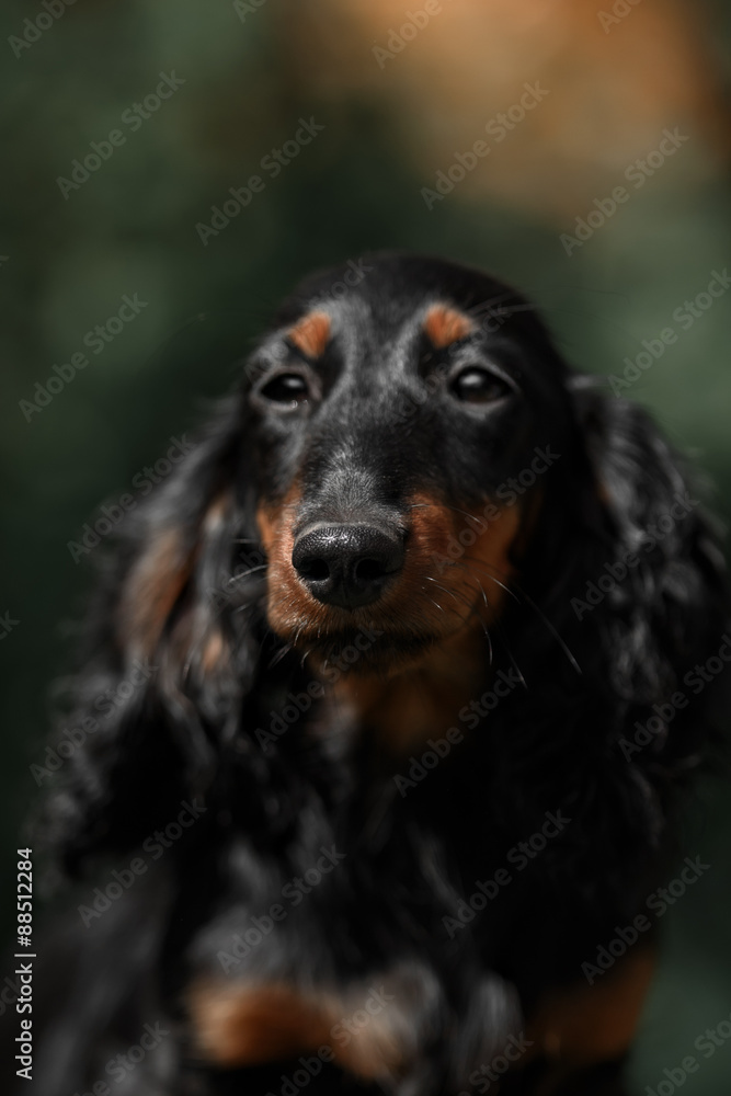 Portrait of dog breed short haired dachshund Portrait of dog breed short haired dachshund