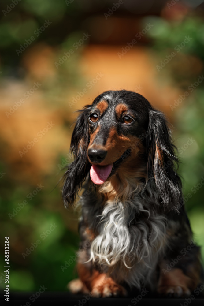 Portrait of dog breed short haired dachshund Portrait of dog breed short haired dachshund