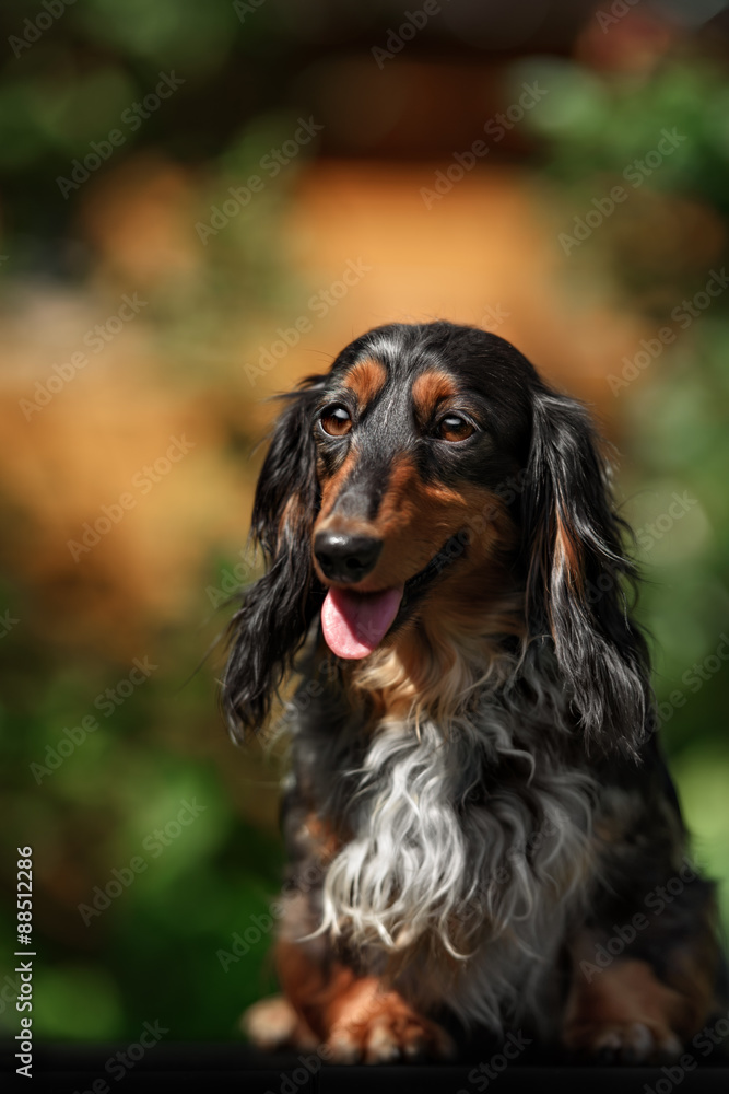 Portrait of dog breed short haired dachshund