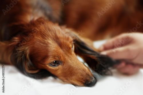 Longhair dachshund puppy lying down