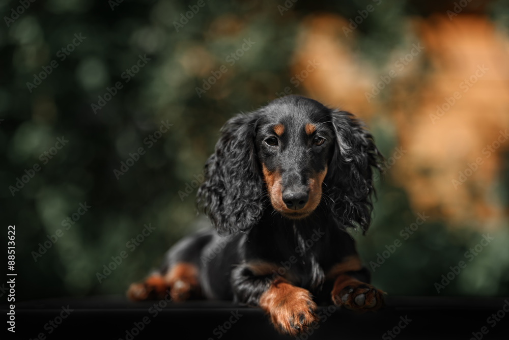 Close up portrate of black longhear dachshund Close up portrate of black longhear dachshund
