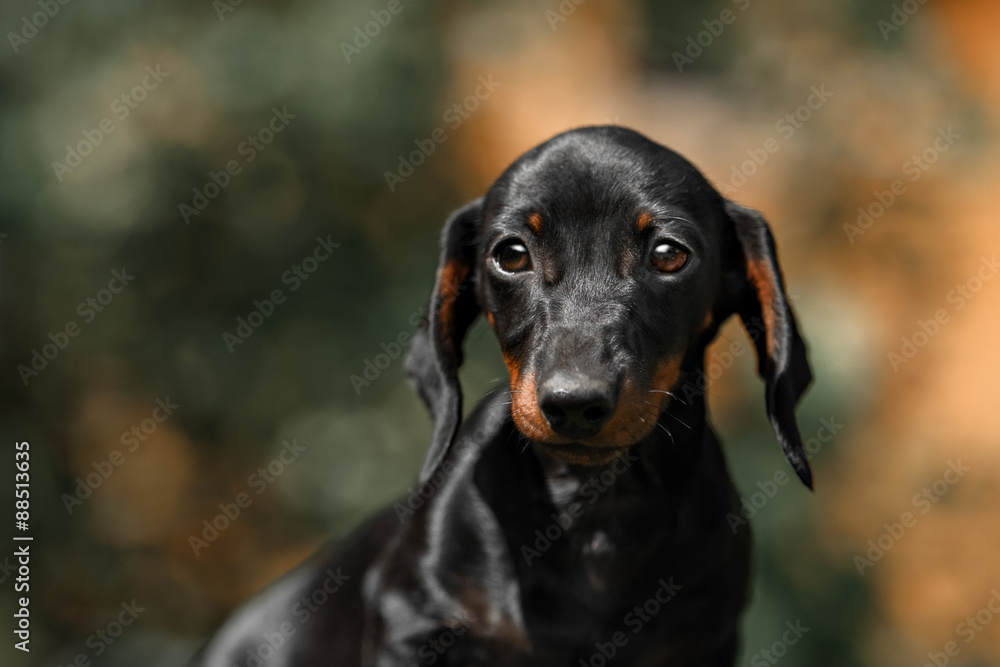Close up portrate of black dachshund