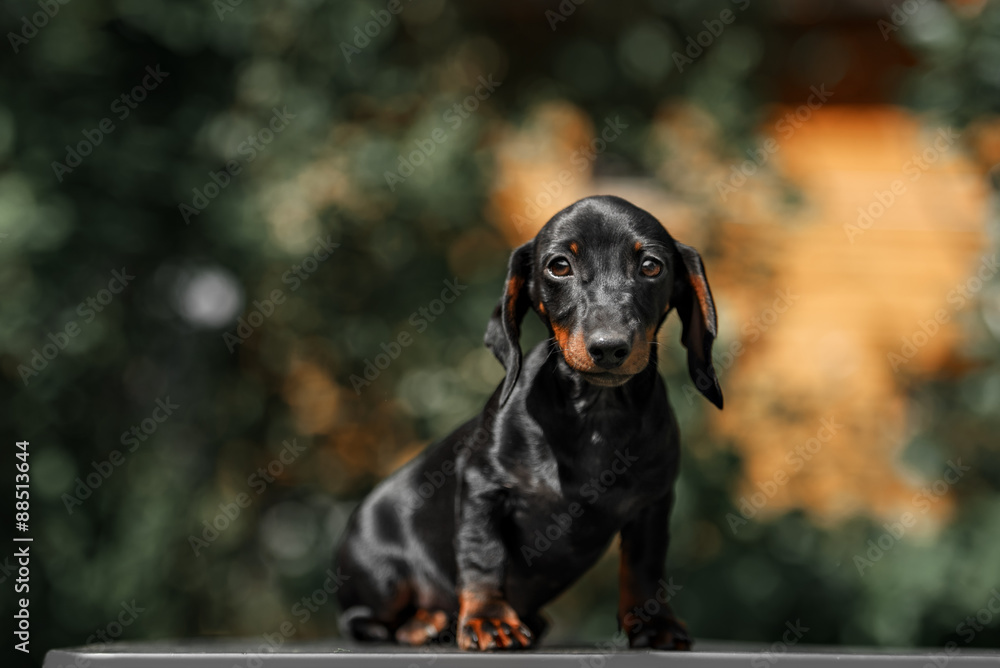 Close up portrate of black dachshund