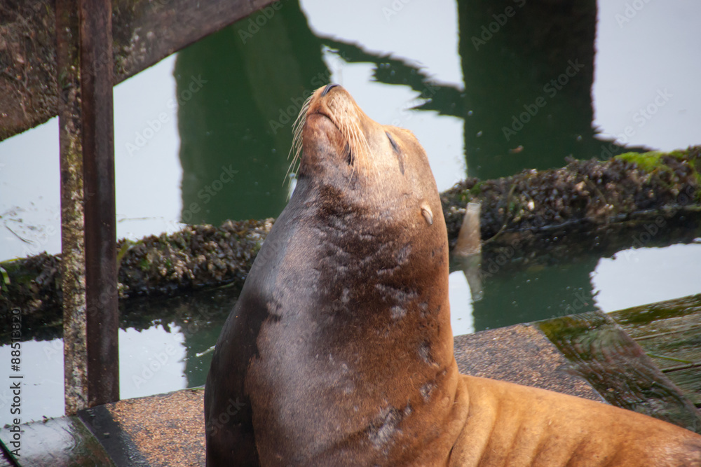 Obraz premium Sea Lion with Nose In The Air