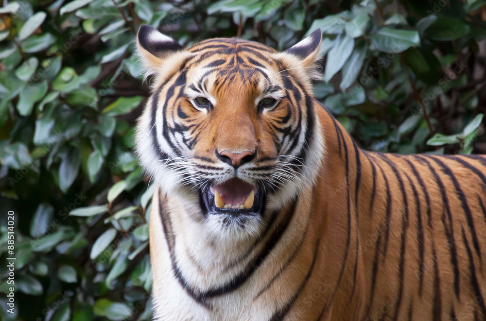 Fototapeta premium Tiger