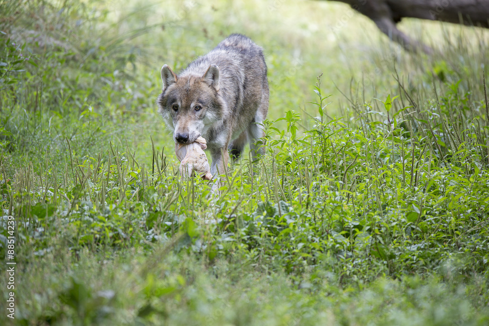 Loup gris Loup gris