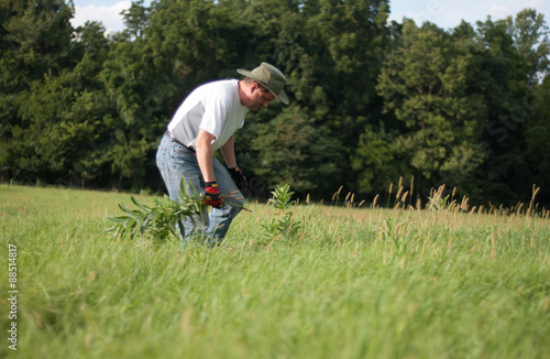 Man walking through grass field pulling weeds.