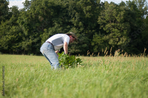 Man bent over pulling weeds in grass field.