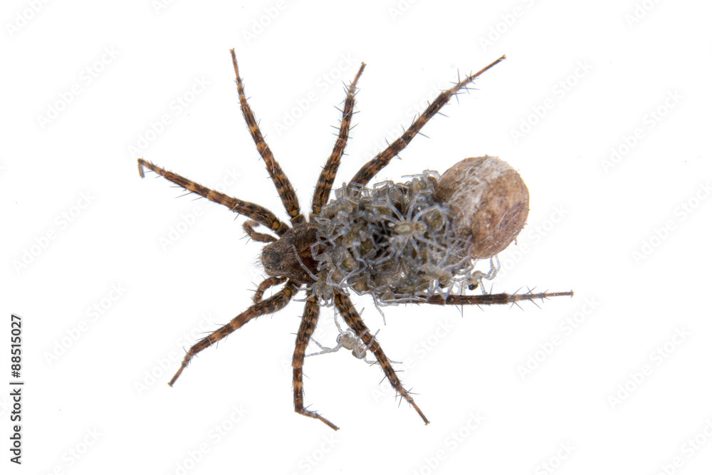 Spider with young on a white background Spider with young on a white background