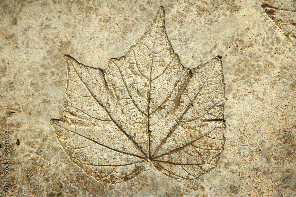 Obraz premium leaf print on concrete texture and background