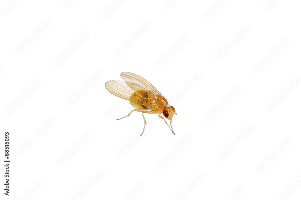 Obraz premium Beige fly on a white background