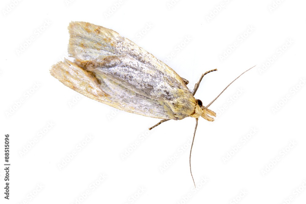 Naklejka premium Grey moth on a white background