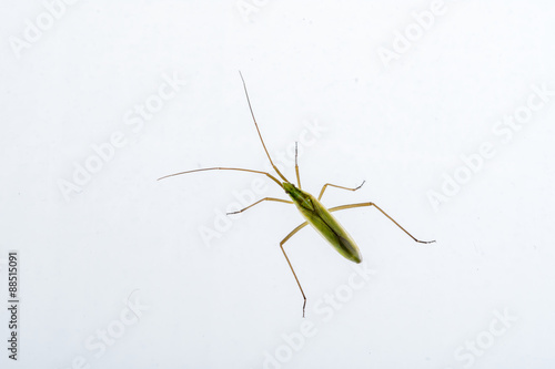 Green insect on a white background