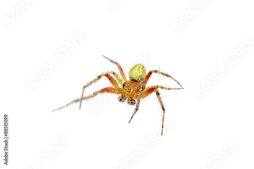 Orange green spider on a white background