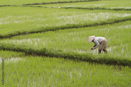 ..Farmer planting rice in a flooded rice paddy;near Hoi An,Vietnam