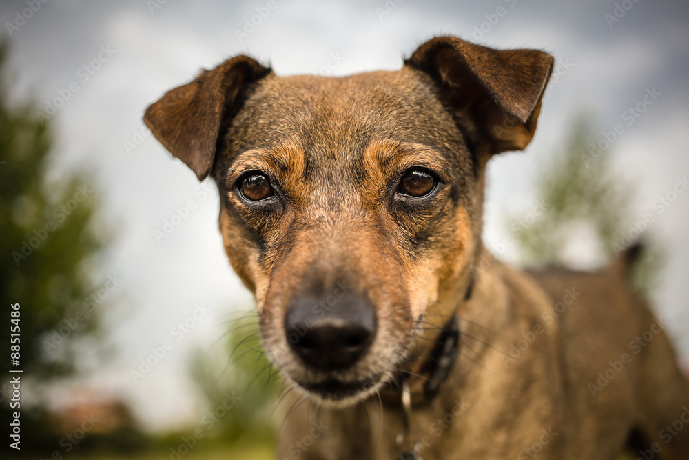 Close portrait of a mixed breed dog Close portrait of a mixed breed dog