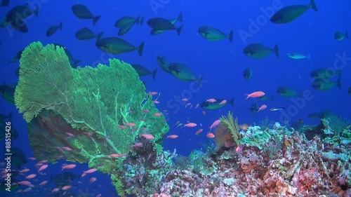 Unicornfish swimming on a coral reef. The coral reef is beautifully covered with sea fans and hard corals. 
A shoal of anthias swims by