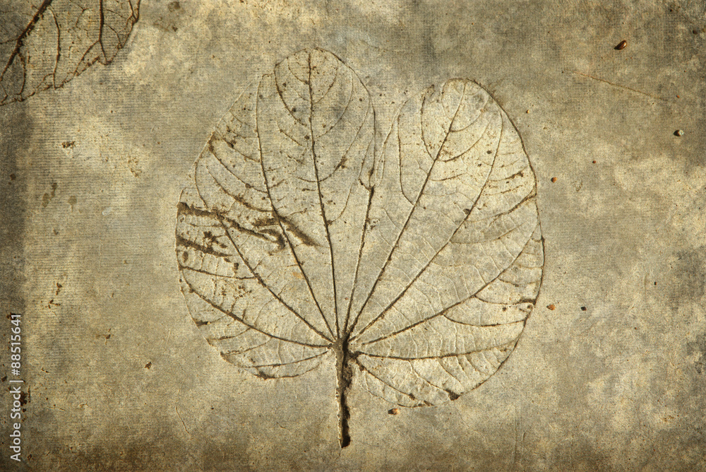 Naklejka premium leaf print on concrete texture and background