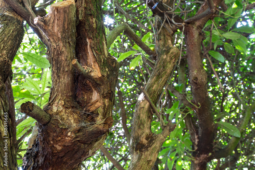 Old Twisting Tree Branches of Mountain Laurel