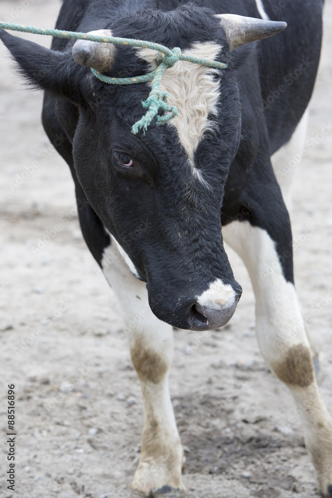 Black and white cow looking at camera close-up. Black and white cow looking at camera close-up.