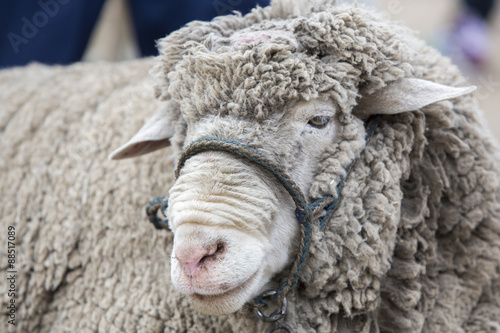 Portrait of white lamb at the Otavalo Animal Market, Ecuador
