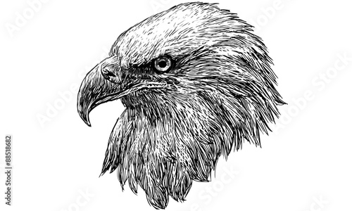 Eagle head draw monochrome illustration vector.