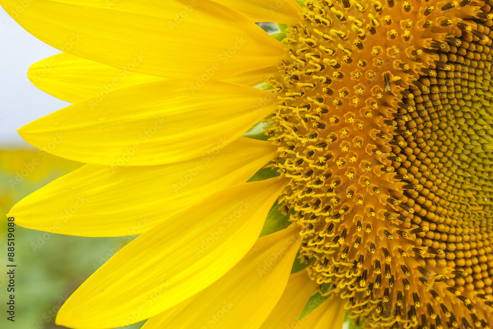 Bright yellow sunflowers on blurry sunflowers field background Bright yellow sunflowers on blurry sunflowers field background