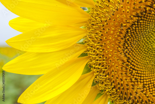 Bright yellow sunflowers on blurry sunflowers field background © HillLander