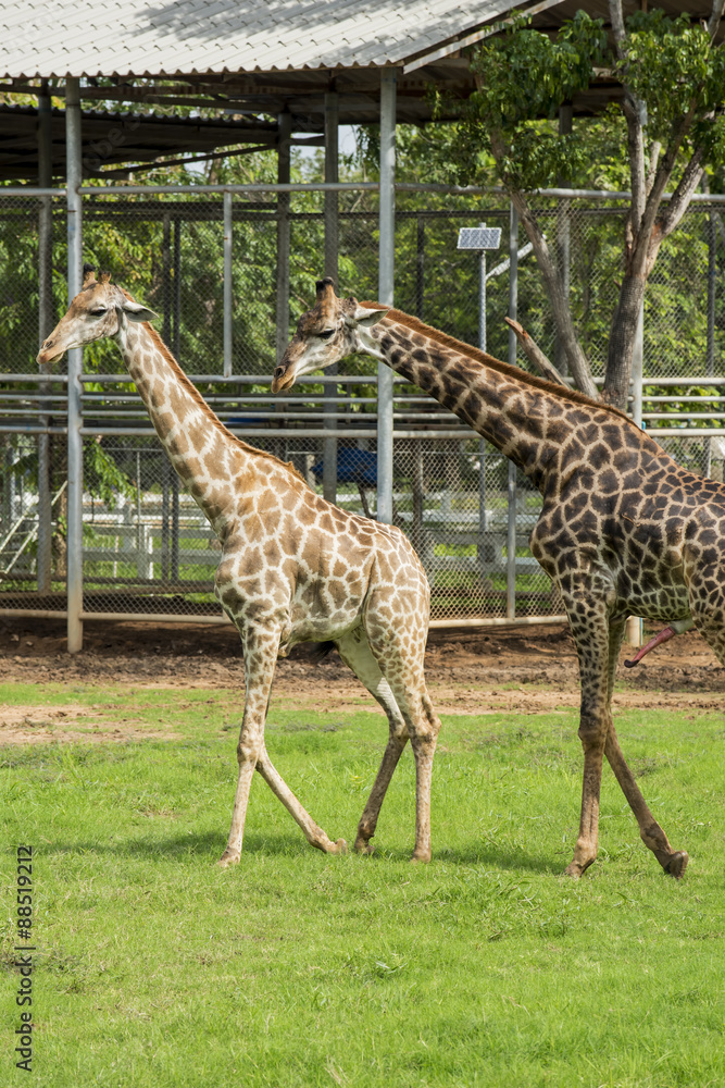 Soulmate Giraffe mating on the farm ,Thailand. Soulmate Giraffe mating on the farm ,Thailand.