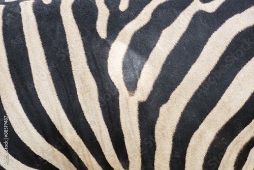 Close up zebra stripes texture and background. #88519487
