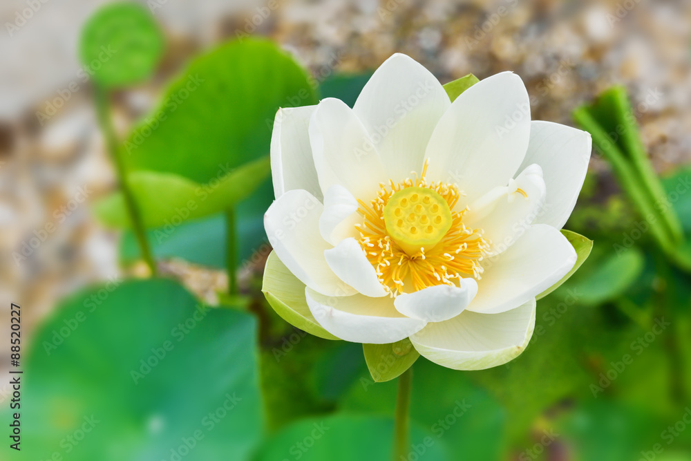 Fototapeta premium Lotus flower 