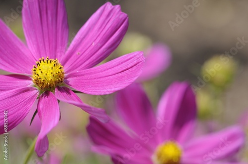 aster