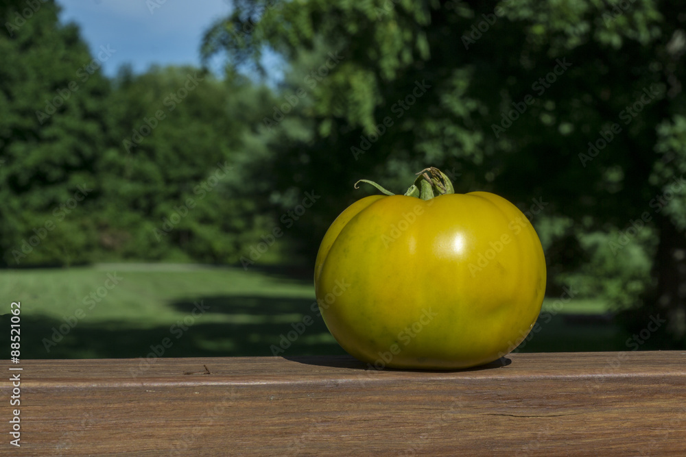 Yellow Heirloom Tomato On Railing Yellow Heirloom Tomato On Railing