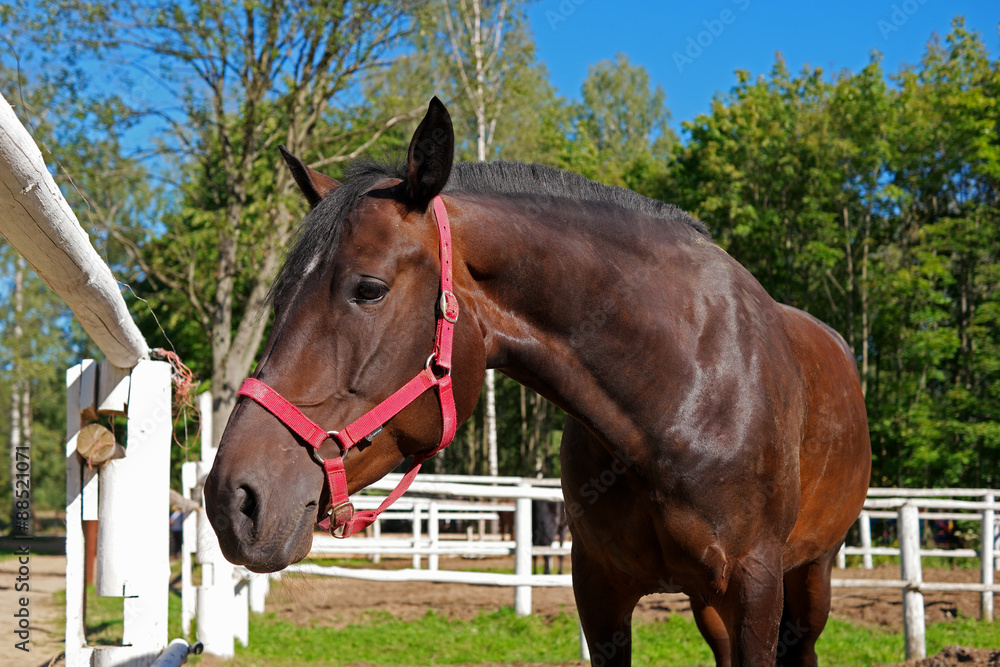 Fototapeta premium Horse's head. A horse in the paddock.