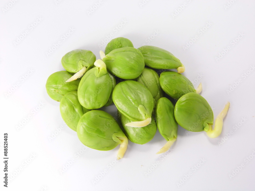 Bitter bean, Twisted cluster bean, Stink bean Bitter bean, Twisted cluster bean, Stink bean