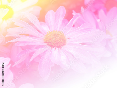 Fototapeta Naklejka Na Ścianę i Meble -  Sweet color flower for background design soft and blur style