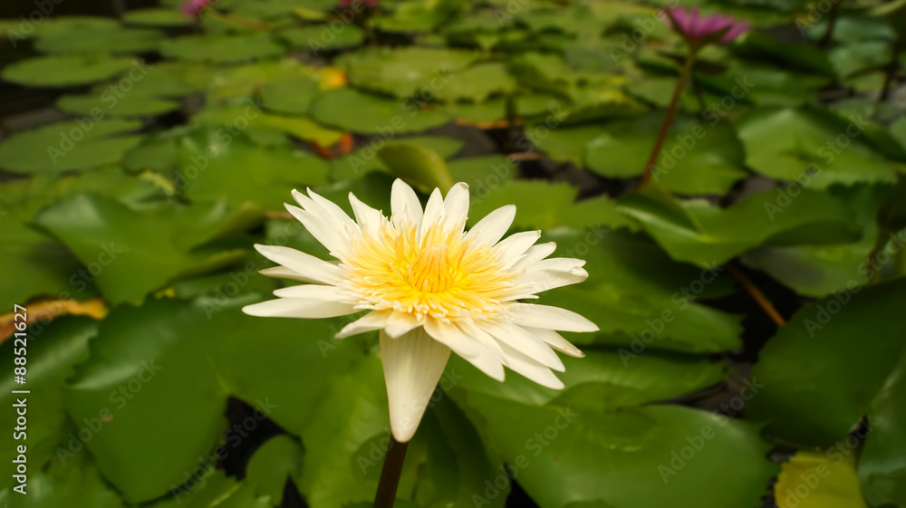 lotus flower in greenhouse Japan lotus flower in greenhouse Japan