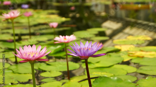 lotus flower in greenhouse Japan