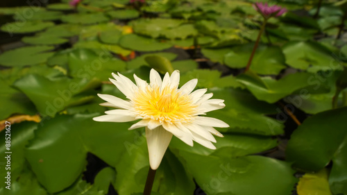 lotus flower in greenhouse Japan