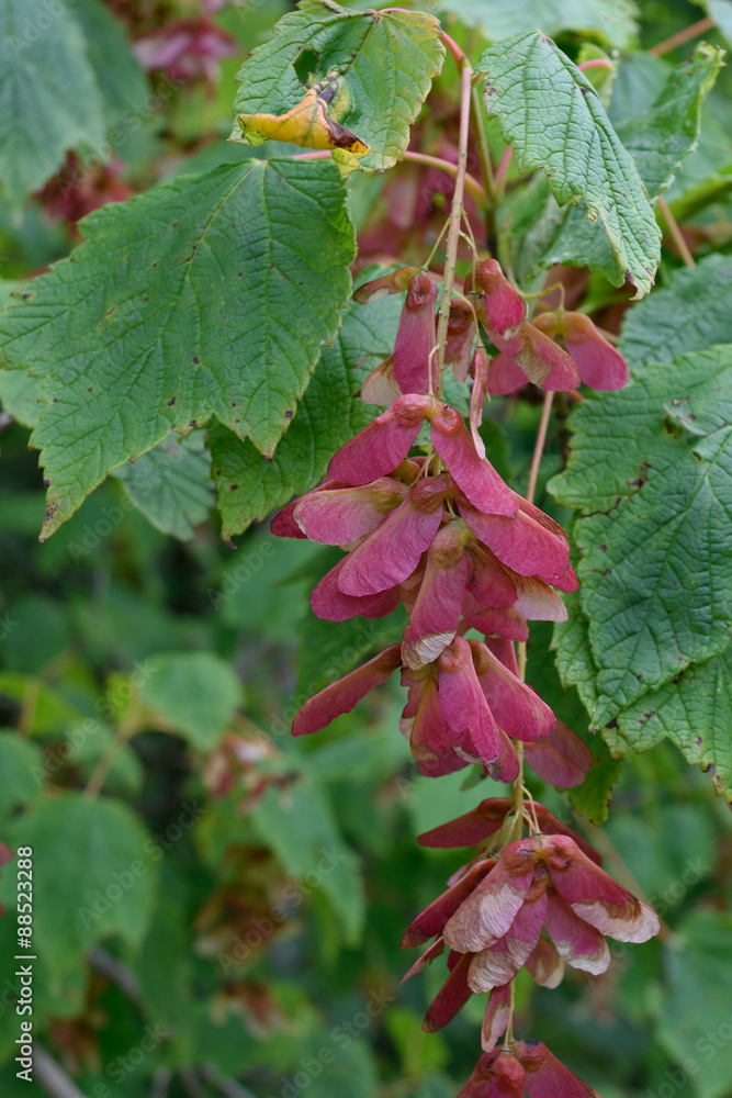 Mountain maple (Acer spicatum) seeds and leaves Mountain maple (Acer spicatum) seeds and leaves