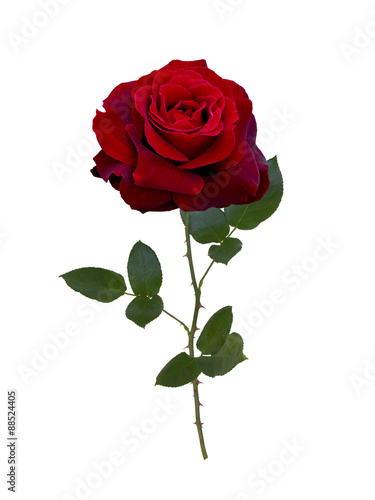 Fototapeta Naklejka Na Ścianę i Meble -  Dark red  rose