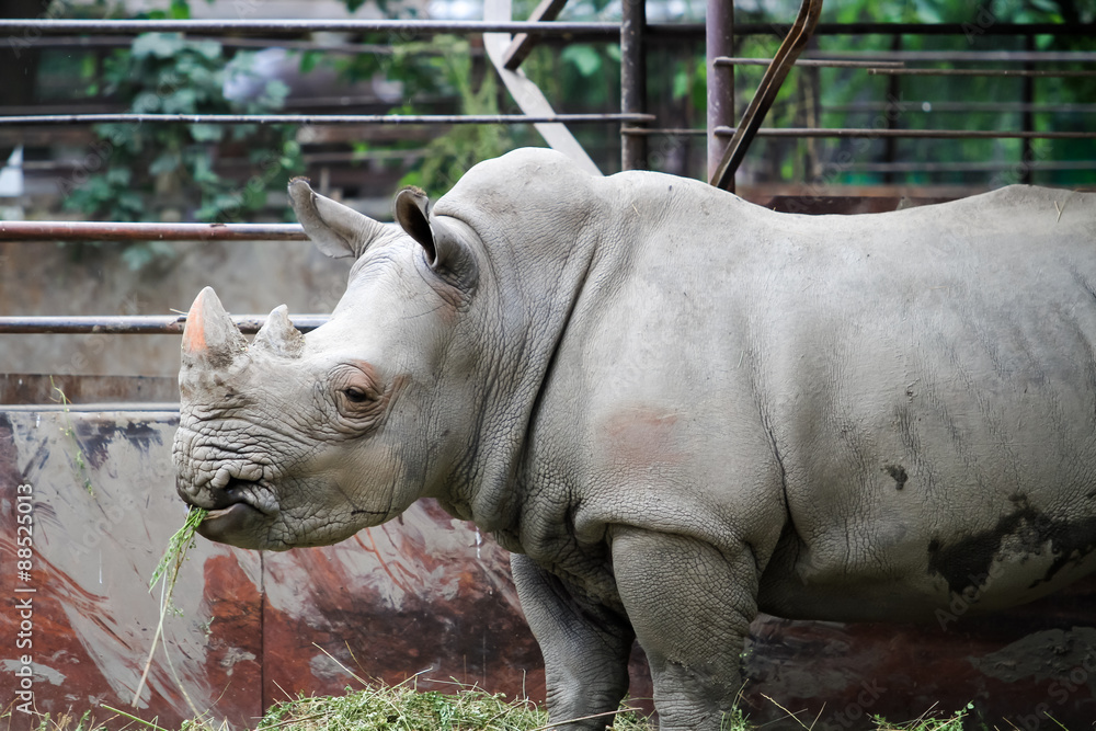 rhino in a zoo