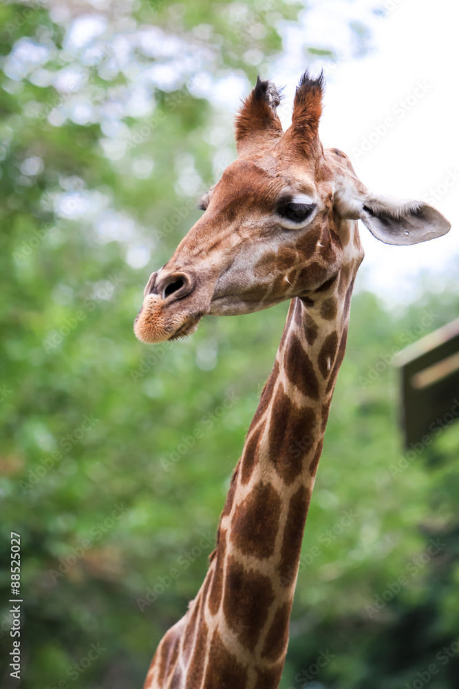 giraffe giraffe
